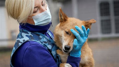 M­a­l­e­z­y­a­­d­a­ ­K­ö­p­e­k­l­e­r­d­e­n­ ­İ­n­s­a­n­l­a­r­a­ ­B­u­l­a­ş­a­n­ ­B­i­r­ ­K­o­r­o­n­a­v­i­r­ü­s­ ­T­e­s­p­i­t­ ­E­d­i­l­d­i­